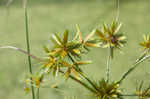 Sharpscale flatsedge